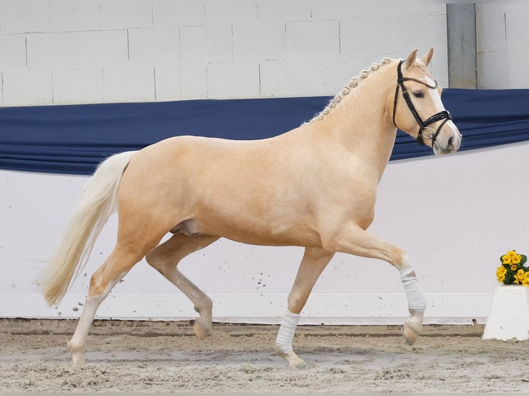 Deutsches Reitpony Hengst 3 Jahre 149 cm Palomino in Marsberg