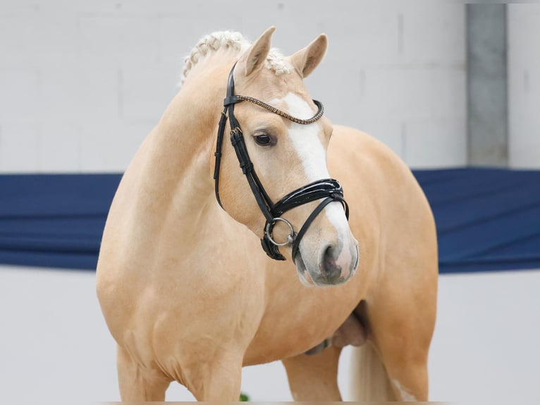 Deutsches Reitpony Hengst 3 Jahre 149 cm Palomino in Marsberg