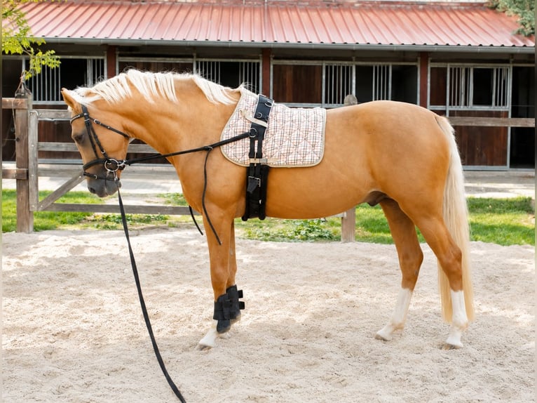 Deutsches Reitpony Hengst 3 Jahre 149 cm Palomino in Wallrode