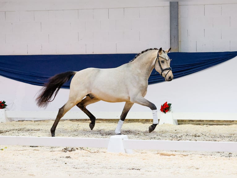 Deutsches Reitpony Hengst 3 Jahre 150 cm Falbe in Marsberg