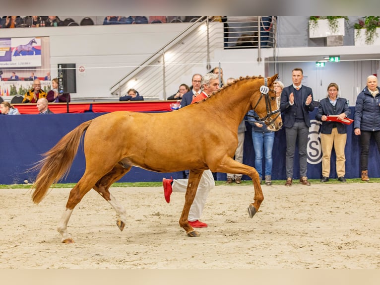 Deutsches Reitpony Hengst 3 Jahre 150 cm Fuchs in Varel