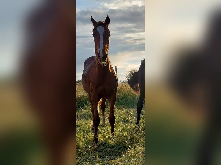 Deutsches Reitpony Hengst 3 Jahre 150 cm Fuchs in Dersekow