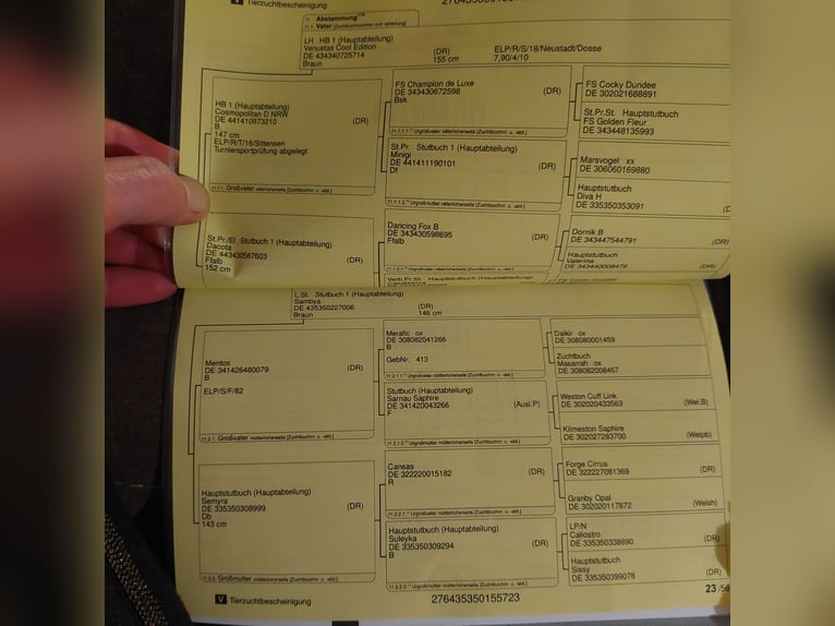 Deutsches Reitpony Hengst 3 Jahre 150 cm Fuchs in Dersekow