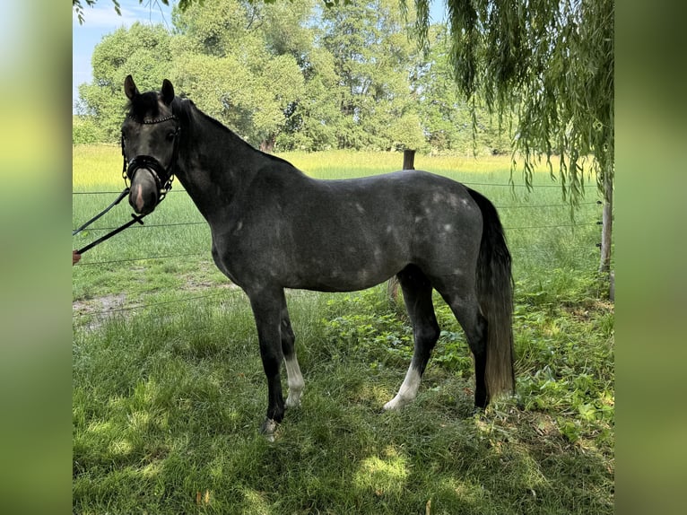 Deutsches Reitpony Hengst 3 Jahre 150 cm Schimmel in Liptitz