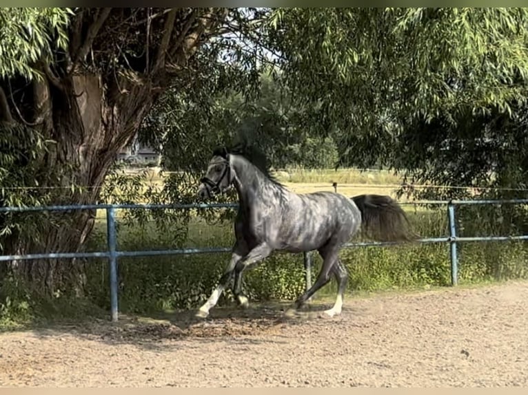 Deutsches Reitpony Hengst 3 Jahre 150 cm Schimmel in Liptitz