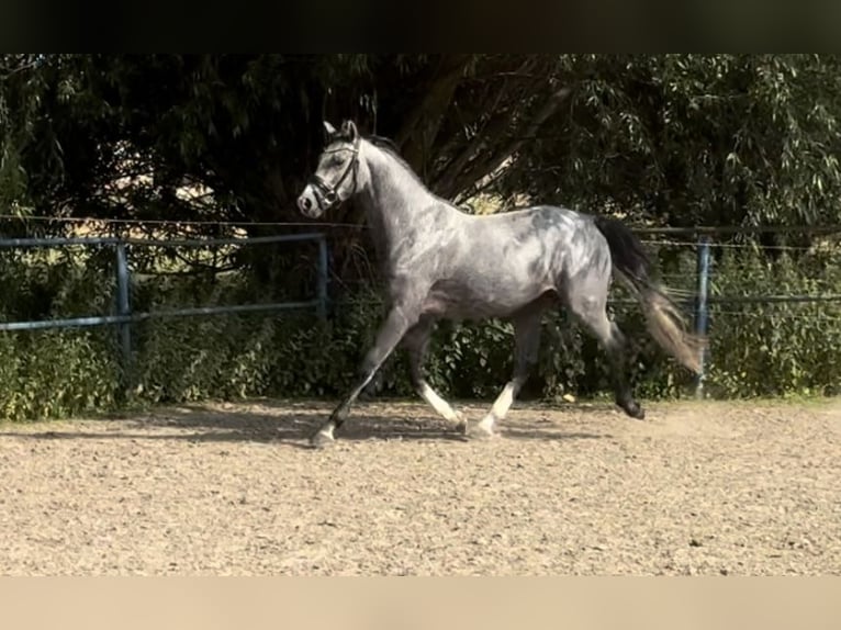 Deutsches Reitpony Hengst 3 Jahre 150 cm Schimmel in Liptitz