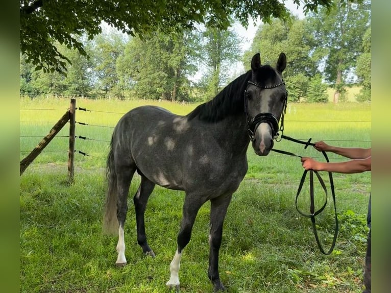 Deutsches Reitpony Hengst 3 Jahre 150 cm Schimmel in Liptitz