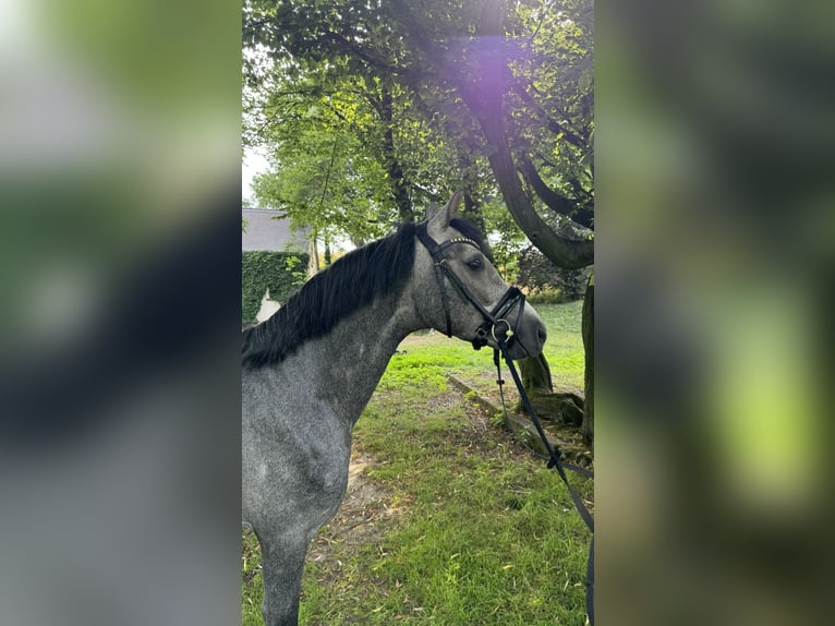 Deutsches Reitpony Hengst 3 Jahre 150 cm Schimmel in Liptitz