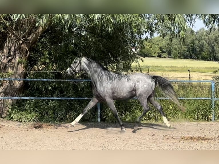 Deutsches Reitpony Hengst 3 Jahre 150 cm Schimmel in Liptitz