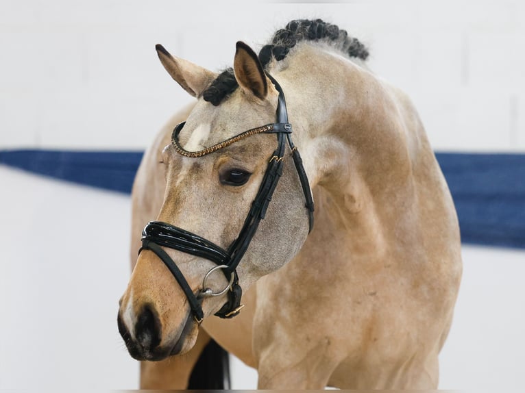 Deutsches Reitpony Hengst 3 Jahre 151 cm Falbe in Marsberg