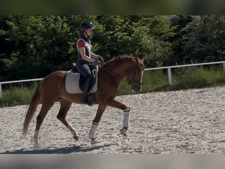 Deutsches Reitpony Hengst 3 Jahre 153 cm Fuchs in Ruppichteroth