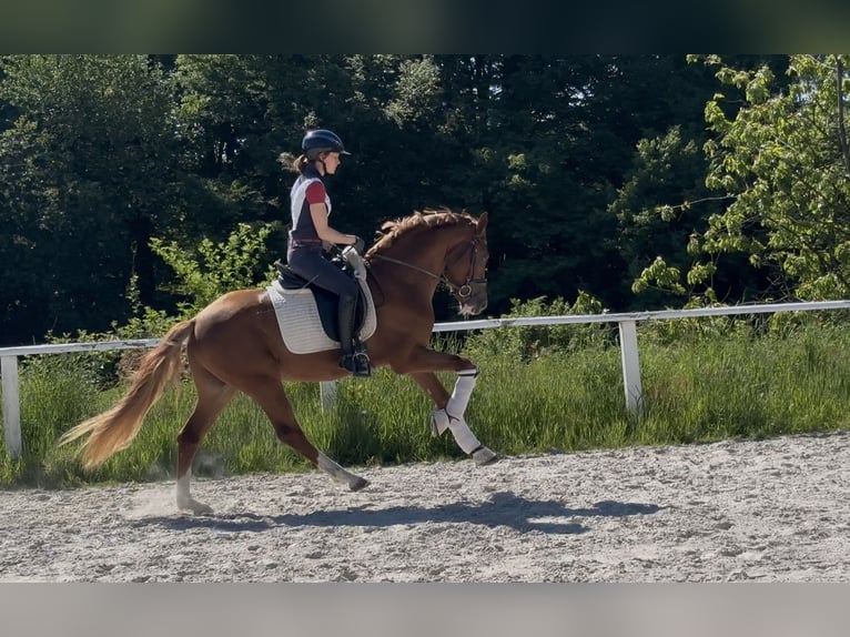 Deutsches Reitpony Hengst 3 Jahre 153 cm Fuchs in Ruppichteroth