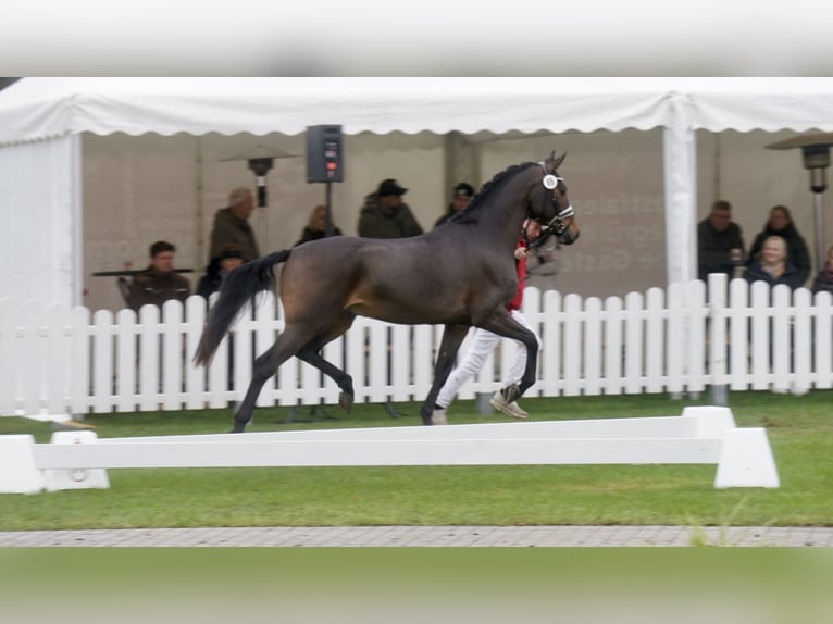 Deutsches Reitpony Mix Hengst 3 Jahre 154 cm Brauner in Paderborn