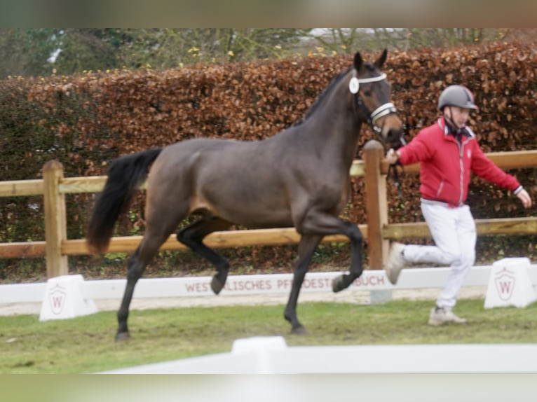 Deutsches Reitpony Mix Hengst 3 Jahre 154 cm Brauner in Paderborn