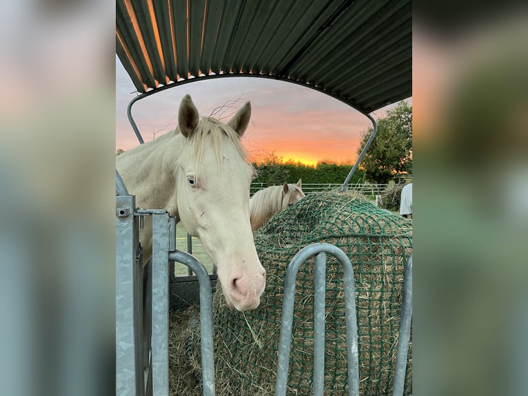 Deutsches Reitpony Hengst 3 Jahre 154 cm Cremello in Isernhagen