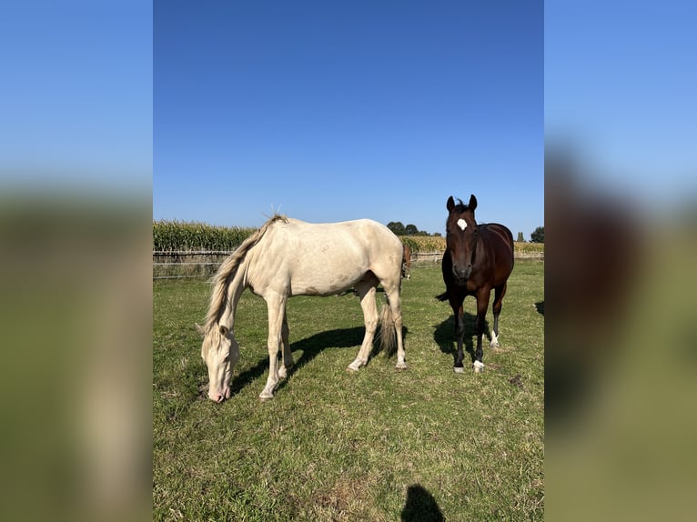 Deutsches Reitpony Hengst 3 Jahre 154 cm Cremello in Isernhagen