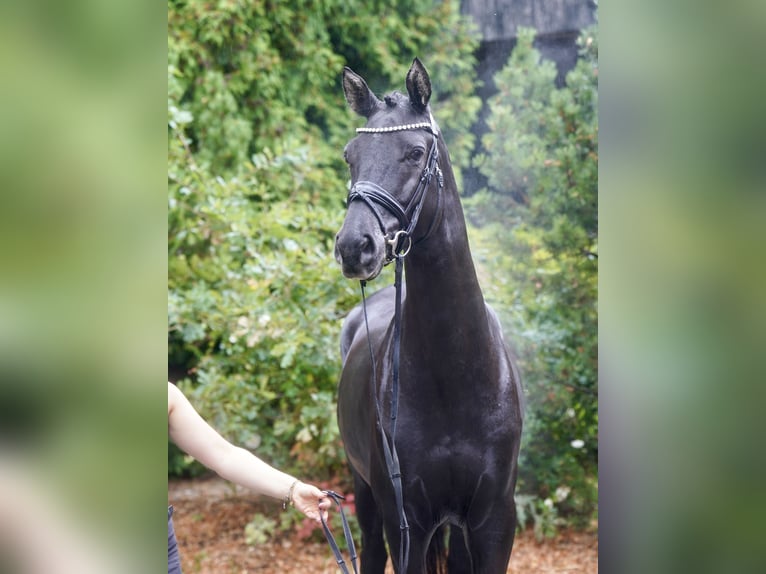 Deutsches Reitpony Mix Hengst 3 Jahre 154 cm Dunkelbrauner in Paderborn