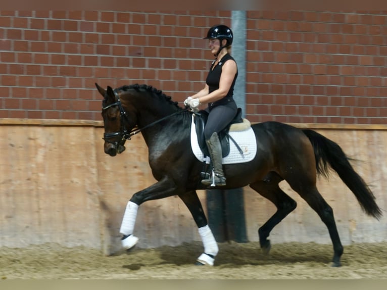 Deutsches Reitpony Mix Hengst 3 Jahre 154 cm Dunkelbrauner in Paderborn