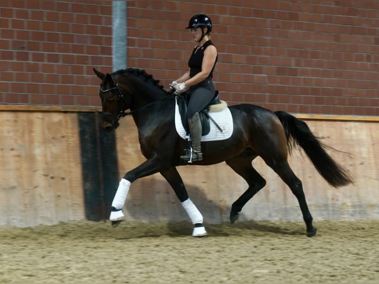 Deutsches Reitpony Mix Hengst 3 Jahre 154 cm Dunkelbrauner in Paderborn