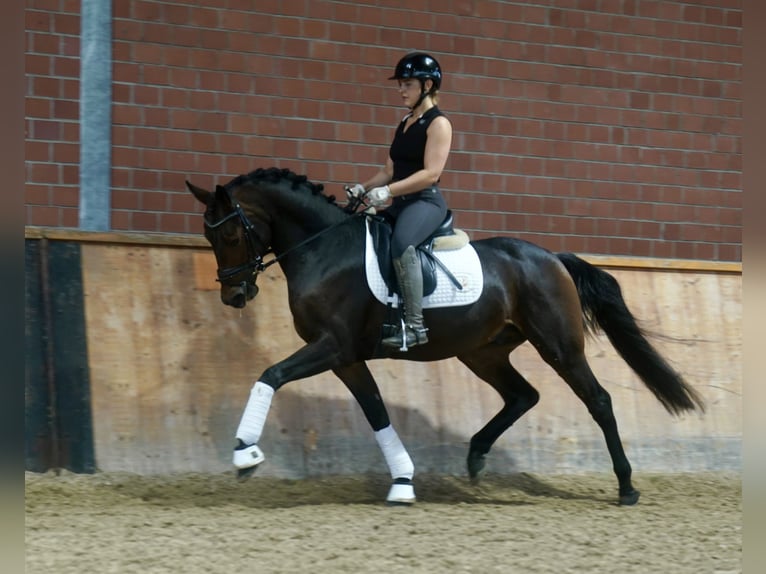 Deutsches Reitpony Mix Hengst 3 Jahre 154 cm Dunkelbrauner in Paderborn