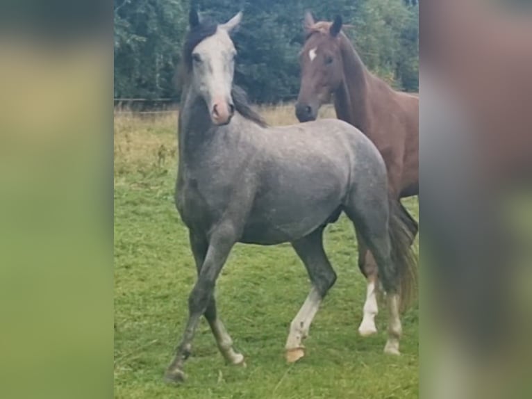 Deutsches Reitpony Hengst 3 Jahre 154 cm Schimmel in Emsbüren