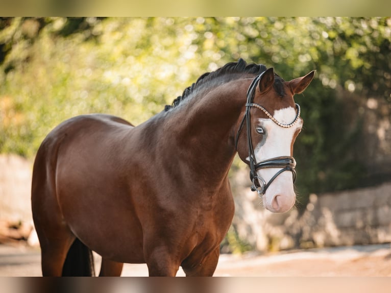 Deutsches Reitpony Hengst 3 Jahre 155 cm Brauner in Wehringen