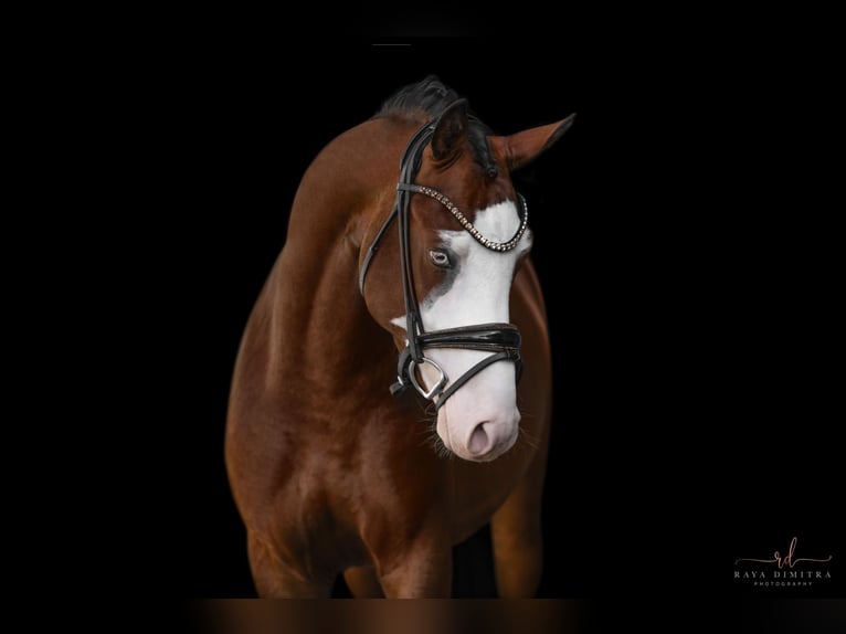 Deutsches Reitpony Hengst 3 Jahre 155 cm Brauner in Wehringen