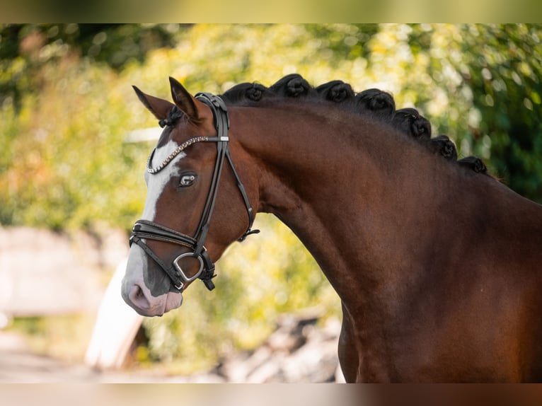 Deutsches Reitpony Hengst 3 Jahre 155 cm Brauner in Wehringen