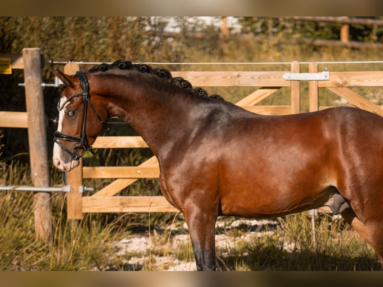 Deutsches Reitpony Hengst 3 Jahre 155 cm Brauner in Wehringen