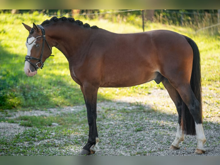 Deutsches Reitpony Hengst 3 Jahre 155 cm Brauner in Wehringen
