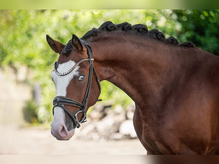 Deutsches Reitpony Hengst 3 Jahre 155 cm Brauner in Wehringen