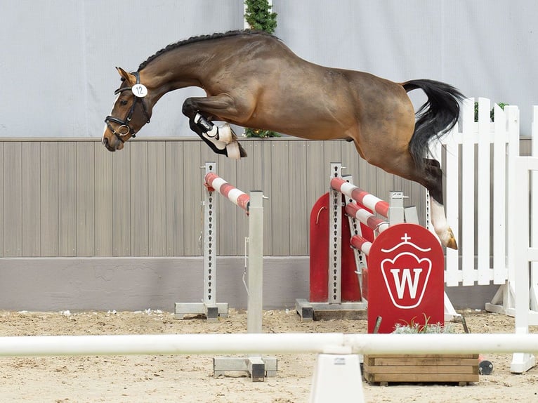 Deutsches Reitpony Hengst 3 Jahre Brauner in Münster-Handorf