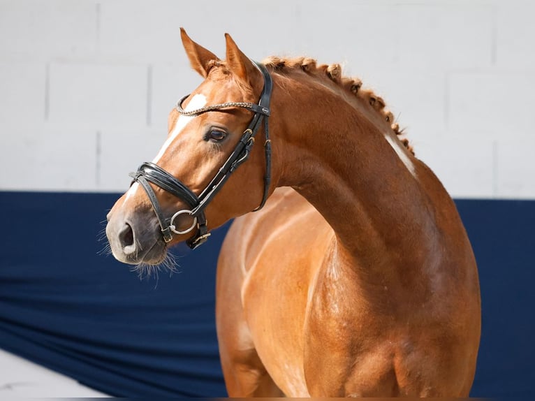 Deutsches Reitpony Hengst 3 Jahre Fuchs in Marsberg