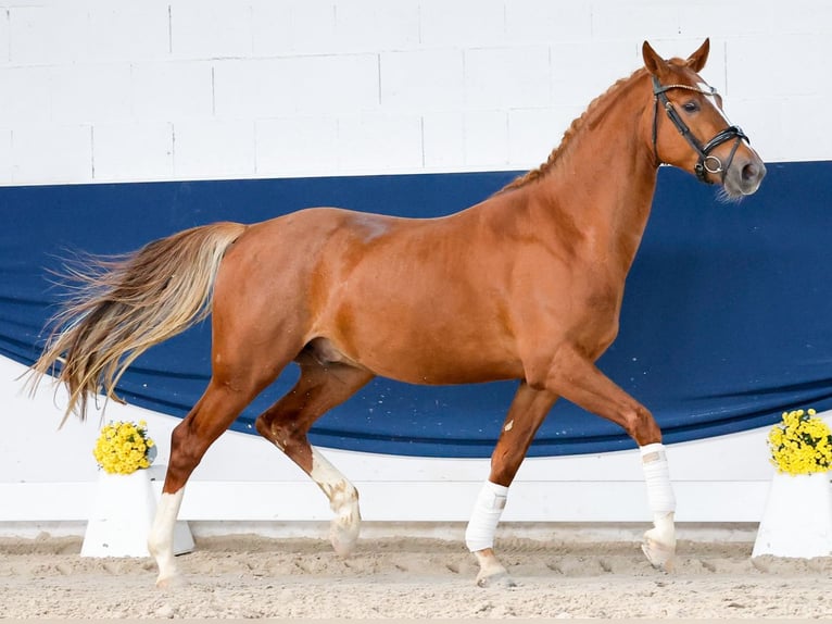 Deutsches Reitpony Hengst 3 Jahre Fuchs in Marsberg