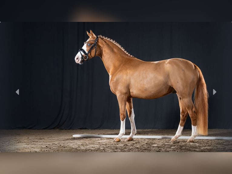 Deutsches Reitpony Hengst 3 Jahre Fuchs in Mönchengladbach