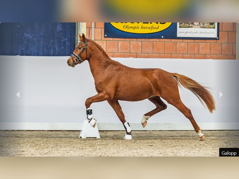 Deutsches Reitpony Hengst 3 Jahre Fuchs in Mönchengladbach
