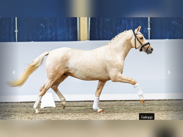 Deutsches Reitpony Hengst 3 Jahre Palomino in Mönchengladbach