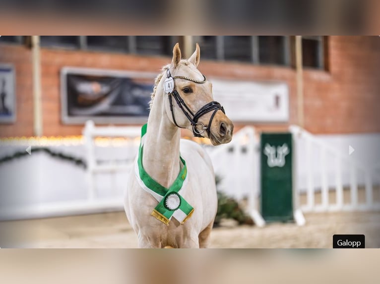 Deutsches Reitpony Hengst 3 Jahre Palomino in Mönchengladbach