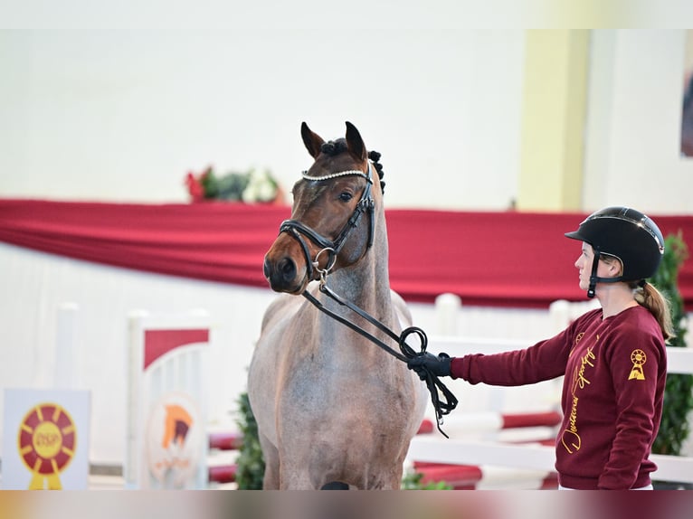 Deutsches Reitpony Hengst 3 Jahre Roan-Bay in Neustadt Dosse