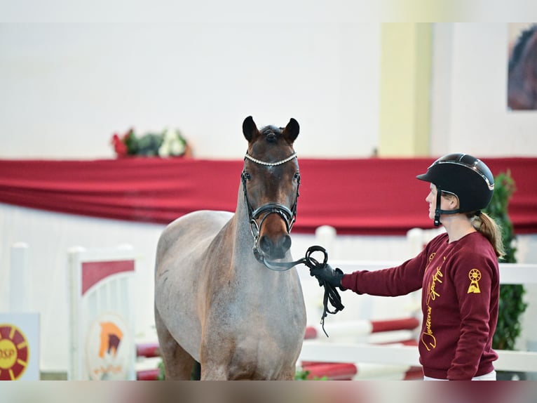 Deutsches Reitpony Hengst 3 Jahre Roan-Bay in Neustadt Dosse