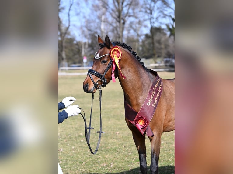 Deutsches Reitpony Hengst 4 Jahre 142 cm Brauner in Weilheim in Oberbayern