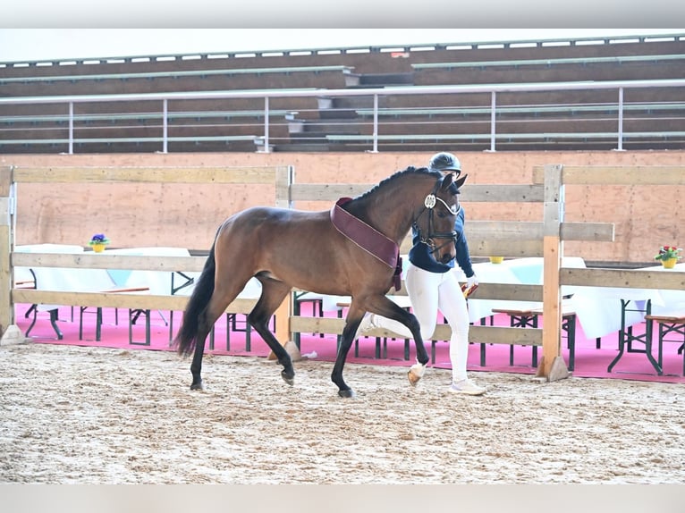 Deutsches Reitpony Hengst 4 Jahre 142 cm Brauner in Weilheim in Oberbayern