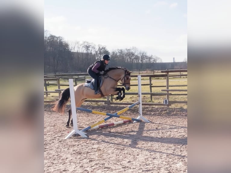 Deutsches Reitpony Hengst 4 Jahre 144 cm Falbe in Ebersbach an der Fils