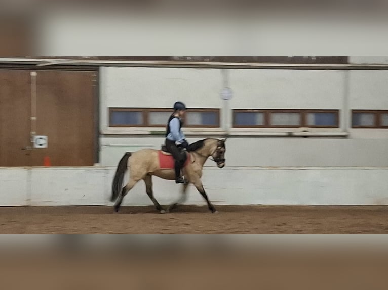 Deutsches Reitpony Hengst 4 Jahre 144 cm Falbe in Ebersbach an der Fils