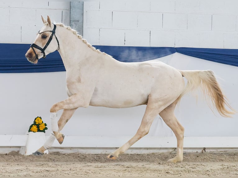 Deutsches Reitpony Hengst 4 Jahre 145 cm Palomino in Marsberg