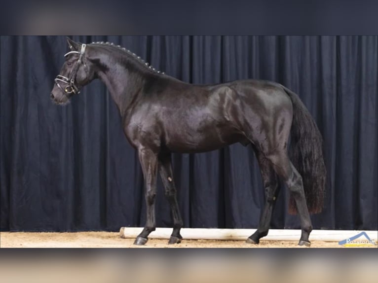 Deutsches Reitpony Hengst 4 Jahre 145 cm Rappe in Süderlügum