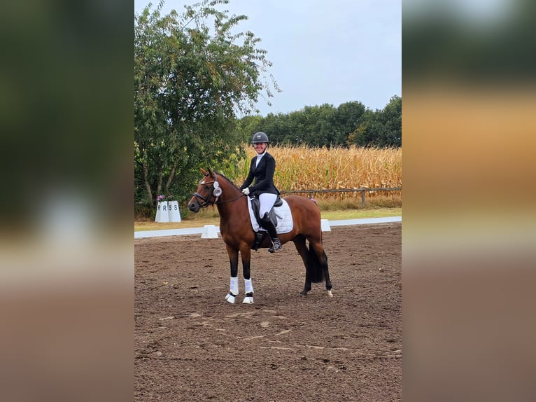 Deutsches Reitpony Hengst 4 Jahre 146 cm Brauner in Frelsdorf Deutsches Reitpony Hengst 4 Jahre 146 cm Brauner in Frelsdorf