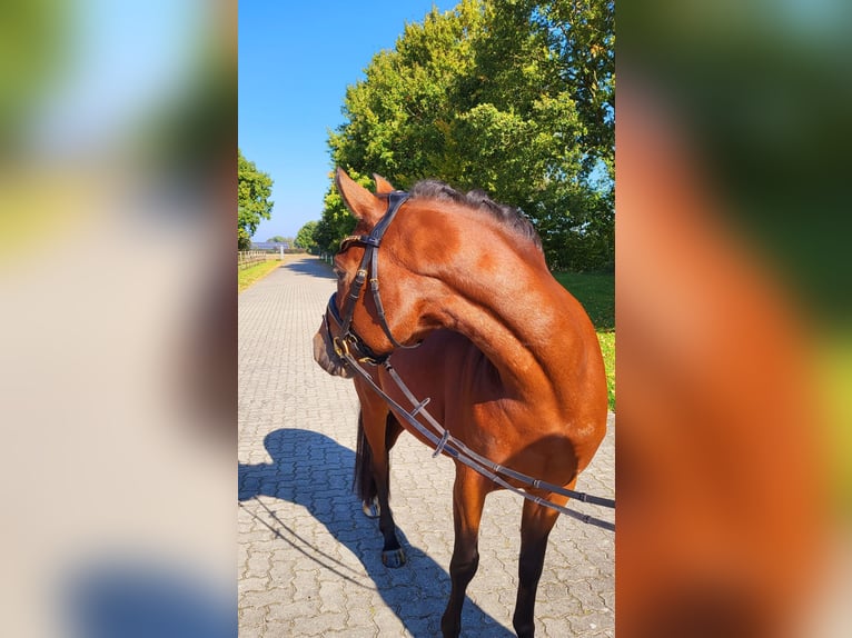 Deutsches Reitpony Hengst 4 Jahre 146 cm Brauner in Frelsdorf Deutsches Reitpony Hengst 4 Jahre 146 cm Brauner in Frelsdorf