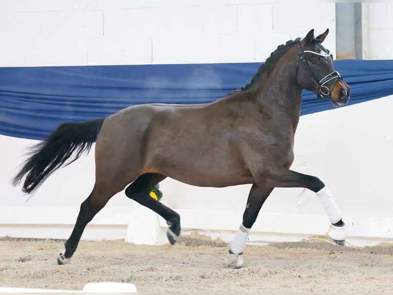 Deutsches Reitpony Hengst 4 Jahre 146 cm Brauner in Marsberg