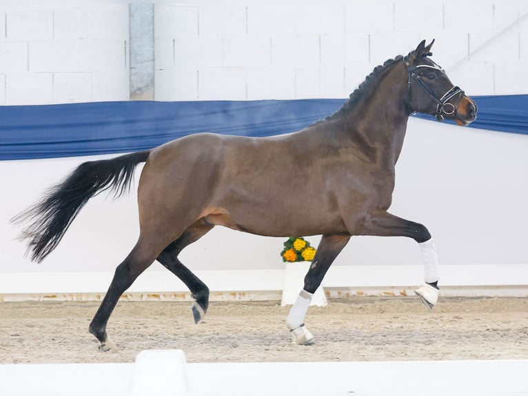 Deutsches Reitpony Hengst 4 Jahre 146 cm Brauner in Marsberg